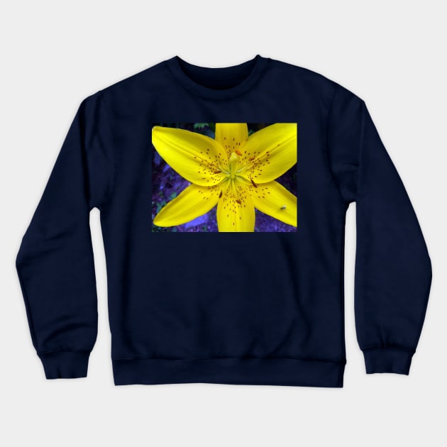 Yellow Flower Tiger Lily on Blue Background Day Lily Flowers Crewneck Sweatshirt by tamdevo1